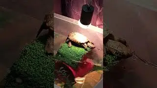One happy turtle showing his dance moves. #turtledance #happyturte