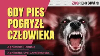 Pogryzienie przez psa – co mówi prawo, a co psychologia?