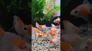 Fish video 🐠🐟 #fishing #fishingvideo #aquariumtank #machli