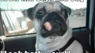Funny Animal Captions