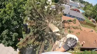 Just a Little Off The Top | Topping Four Spruce Trees