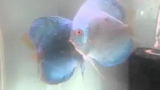6 day old Free Swimming Discus Fry