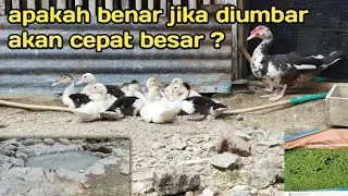 UPDATE ENTOK UMBARAN UMUR SATU SETENGAH BULAN