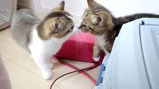 The last time to spend time with the six cats. Kitten Titi goes to his foster family...