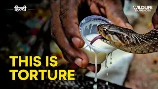 Snakes Cannot Digest Milk? | Nag Panchami Myth DESTROYED