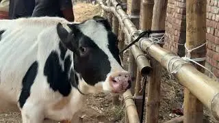 Black and White Cow Sound 🐄 l Cow Moo Moo