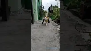 Mr.Cat Universe isssss RUFUS! meowww #shorts #cat #cats #catsreaction #catsvideo #meow