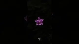 The Secret to a DARK Background Effect! #mobilephotography #flowers #nature #photography #coloring