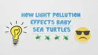 How Light Pollution Effects Baby Sea Turtles