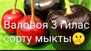 Гиласка чаңдаштыруучу коюу үчүн...