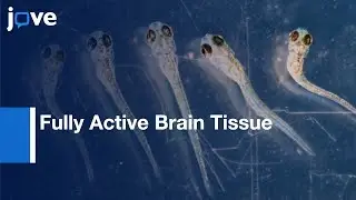 Fully Active Brain Tissue Imaging by Skull and Skin Removal | Protocol Preview