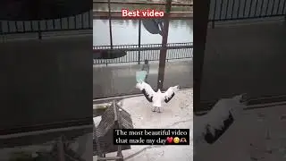 Pure emotions best video