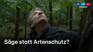 NABU kritisiert hessische Forstpolitik - sollen tausende &ouml;kologisch wertvolle B&auml;ume gef&auml;llt werden?