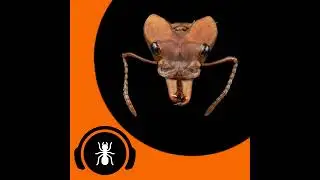 The Camponico Ants Interview - Featuring Camponico | The Ant Podcast #36