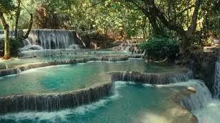 Instant Relaxation 🍃 Forest Birds & Soft Wind for Sleep and Meditation