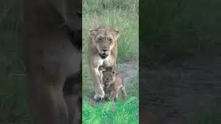 World Wildlife List App 1 New