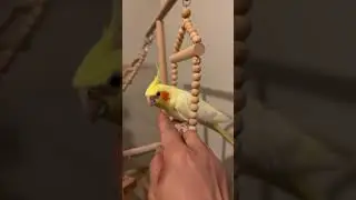 #birds #talkingparot # #cockatiel #nature #animals #cockatiel #birds #parrot #music#cute