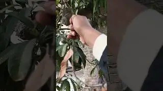 Mango Tree Pruning ASMR 🌳 Cutting Dry Branches | Satisfying Garden Care🏡 #mango #asmr #shorts #viral