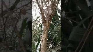 tr&egrave;s beau chat aime bq jouer en montant les arbres