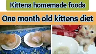 Persian Kitten Homemade Food Recipe | 1 month old kitten diet | Maximum Growth