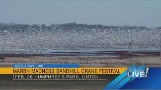 Good Day Live! Marsh Madness Sandhill Crane Festival