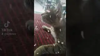 My pet Steel Soul cat
