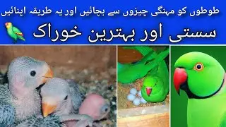Parrot ko sasta khilaen Jo healthy ho 🦜 | Mehngi Feed Ka Sasta Alternative!