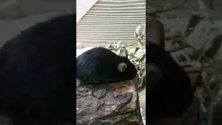 Rats #hellabrunn zoo #tierpark #Germany(Munich)