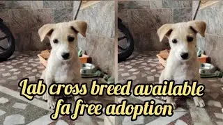 Labrador cross breed available fa free adoption|8008693888|Hyderabad|dog market in Hyderabad