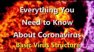 Structure of Viruses