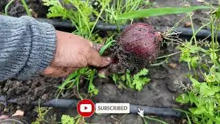 Garden Tour & Harvesting Onions in the Mud | Real Farm Life
