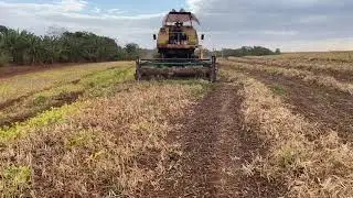 Corte de Feijão com Ceifadeira e debulha com Miac Doublé Master