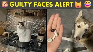 Caught Red-Pawed! 😂 Funny Pets Acting Guilty Like Criminals 🐾 | Humor Sweet