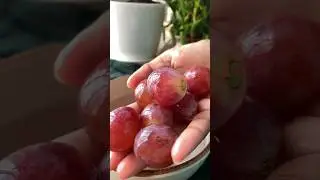 Red Globe Grapes #fruit #health #grape #viralreels
