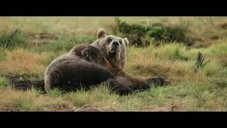Into the Wild Heart of the Taiga: Encounter Bears, Wolves, Wolverines in Finland&rsquo;s Great Wilderness