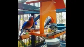 The best wild bird food!