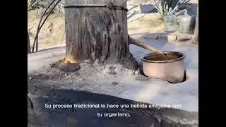 Tuxca Destilado de Agave Artesanal 