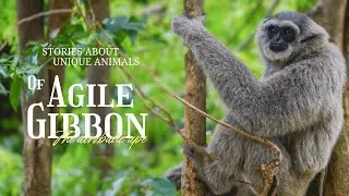 Agile Gibbon : The Acrobatic Ape