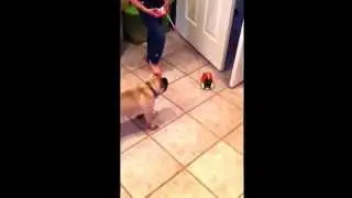 Pugs Hate RC Cars!