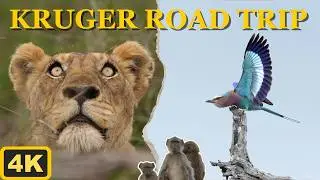 Kruger Summer Birding Road Trip