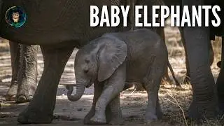 Inside the Life of a Baby Elephant: Growth, Play, and Survival 🐘✨