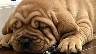 What Dog Genetics REALLY Look Like (Even Darwin Would Laugh) 🧬🐶