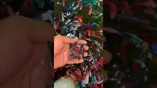 Betta Farming Malayalam | Bottling Day | #bettafish #betta #fish  #farming  #cute