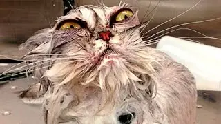 Cats just don't want to bathe | Funny cat bathing compilation | funnycat12