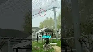 Smart Monkey Finds A Way To Get His Banana 😮 #shorts #monkey #smart #monkeys #banana #animals