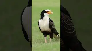 Crested Caracara. #birdsounds #forestbirds #wildlife #birdspecies