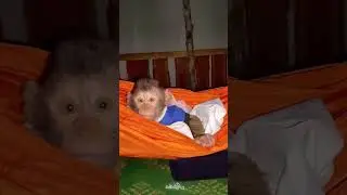 #monkeys #monkey #monkeybaby #monkeycute #monkeyface #monkeyfunny #monkeylove #funny #gozila