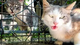 Sweet Stray Cats 💕 Friendly Felines Enjoy a Treat  Peaceful Cat Feeding Moments 🐾