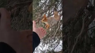 Со второго захода еда таки нашлась)) 😂 Хэппи энд, и белки сыты и операторы довольны 👌#dven #белка