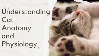 Understanding Cat Anatomy and Physiology: A Comprehensive Guide